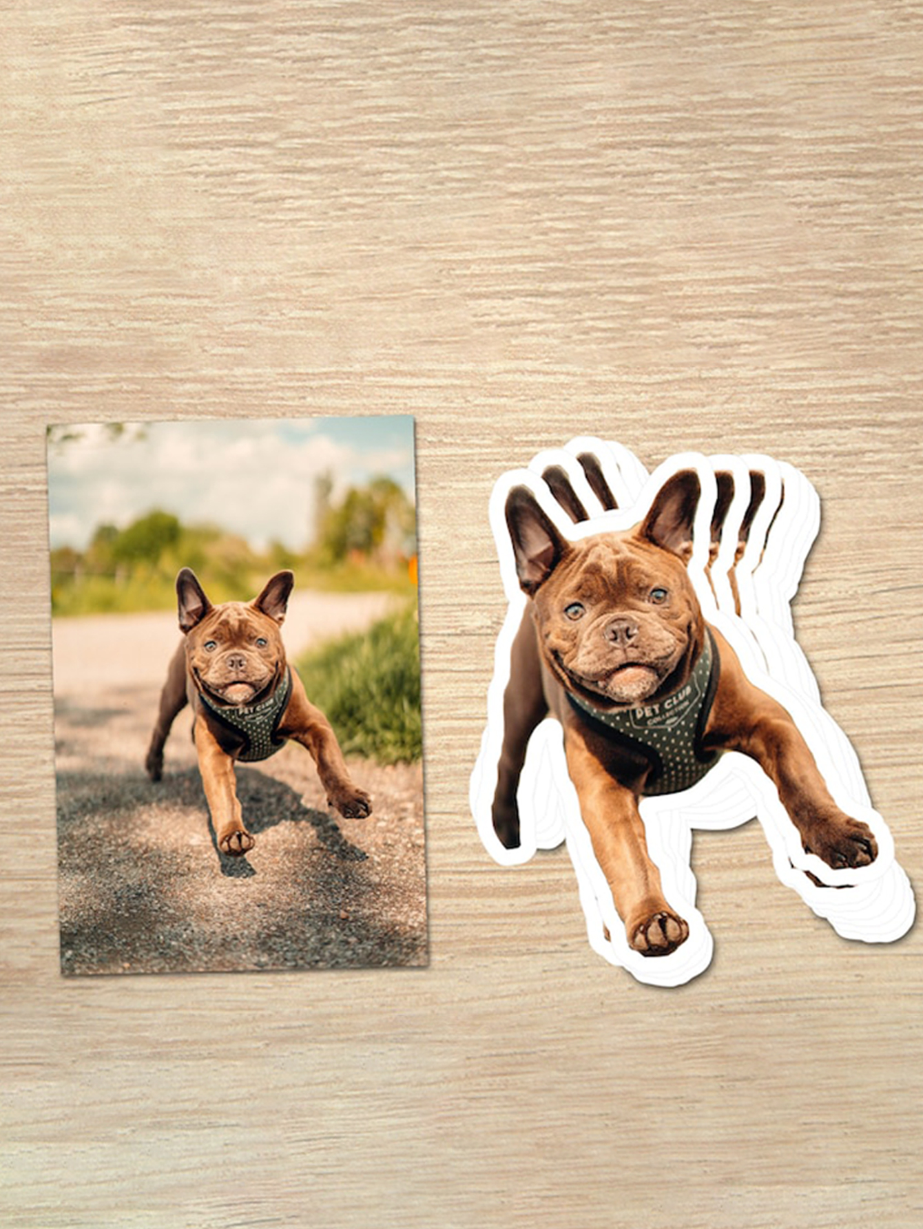 Custom Personalized Pet Photo Stickers